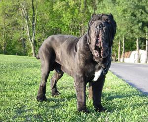 Furio