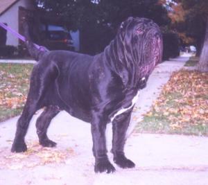 CaosdiFondoAnfossi13months