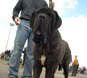 Bosco2