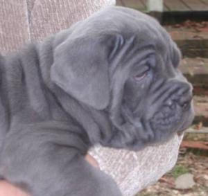 Afragola blue female pup
