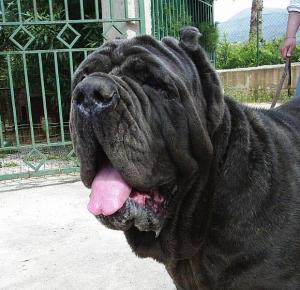 Maggio4
