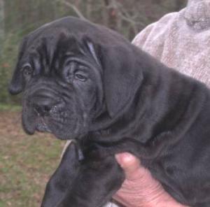 Afragolas  black male pup A