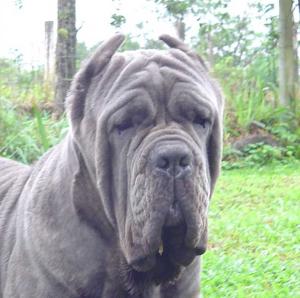 Ulisses