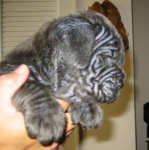 PuppyDeLaBahia