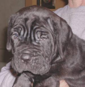 Afragola black male pup B