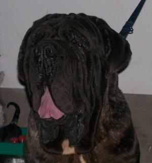 BoscoDiArdea