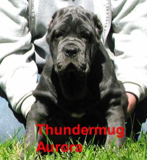 ThundermugAurora