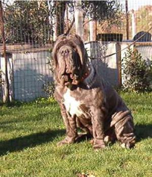 Marcodellostradone