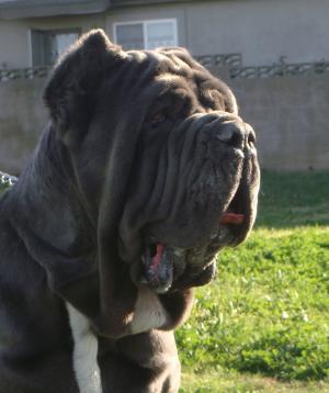 MateoHd