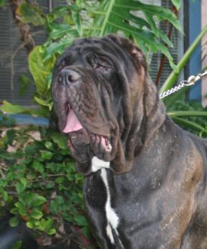 BrendaDiArdea-hd