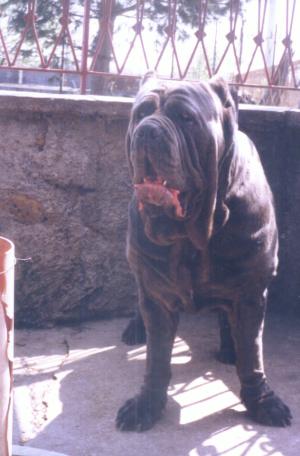 BaroneDel Nolano