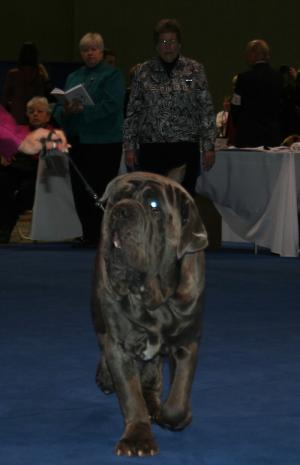 AmbasciatoriGladiusBean-3