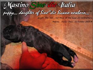 Sine^Die Palermitana daughter of Sicano x Flaminia