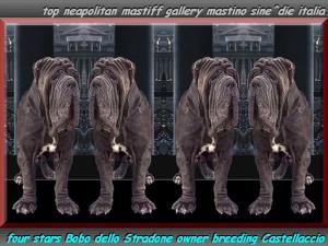Bobo dello Stradone photo montage Jc Stauring. elaboration mastinosine^die italia