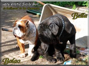 Bolao e Bella,,,,