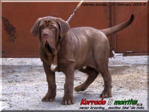 Korrado 22 febbraio 2009