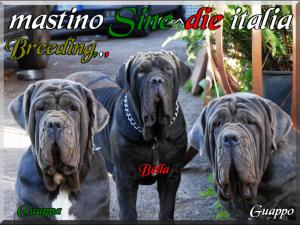 Guappa,,, Bella,,, Guappo,,, owner breeding,,, mastino Sine^die italia,
