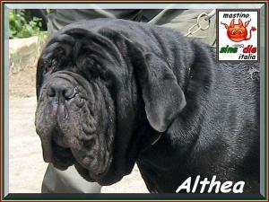 Althea by sine^die,,,3 years