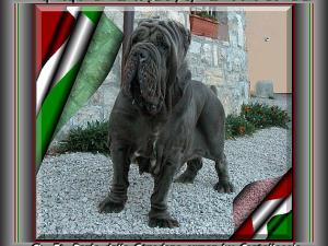 Ch. It. Perla dello Stradone daughter of Brigante del Castellaccio 630 xo