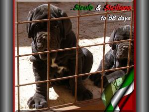 by sine^die Siculo & Siciliano son of sine^die Sicano to 58 days