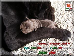 Cuccioli di Demonia & Sicano Sine^die,,, Palermo 18 Febbraio 2008,,