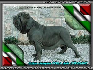 ch. Perla by breeding Castellaccio