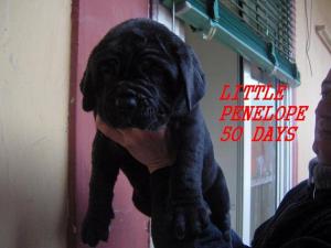 Immagine 006