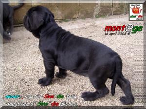 Iside,,, Daughter of Sine^die Sicano 2 months,,,