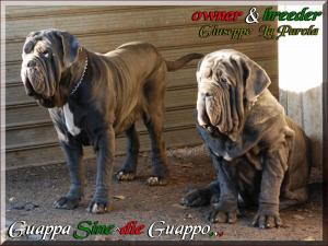 Sine^die Guappa & Guappo 21 dicembre 2008,,,