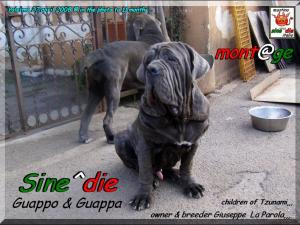 Sine^die Guappo 11 months,,, son of Tzunami by Patrizio Italia,