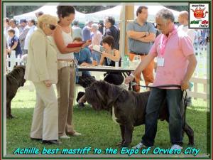 Achille figlio di sine^die Sicano Cac  Cacib  Ecc. 1 Int. Orvieto inglese,