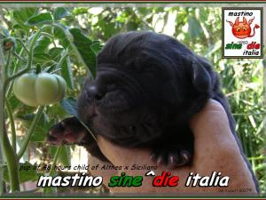 cucciolo Althea x Siciliano,,, 659,,, 1000 pixel