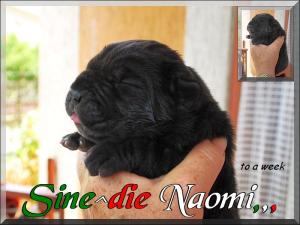 Sine^die Naomi,,, to a veek