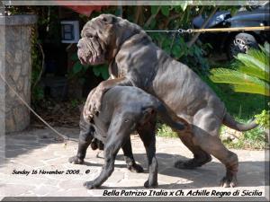 Bella by Patrizio Italia daughter of Sine^die Sicano x Clotilde by Ardolino to 14 months,
