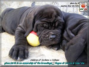 given birth in co-ownership of the breedings,,,, Regno di Sicilia & Sine^die,