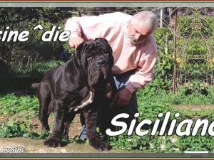 Siciliano by sine^die,,, 11 months