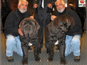 Ch. Tiberio degli Illimani Los Angeles 2009
