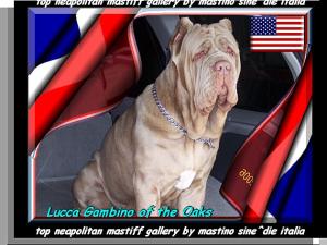 Lucca Gambino of the Oaks oxo