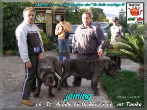 ch. It.  Achille monta del 23 nov. 2007,,, photo by Giuseppe La Parola,,,