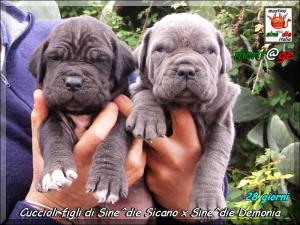 Cuccioli Sine^die Demonia x Sicano,,, Palermo 8 March 2008.,,,