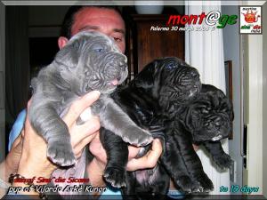 Cuccioli Vilardo Arke Kunon,,