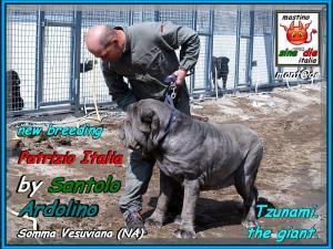 Ardolino & Tzunami