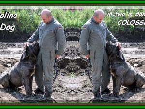 Ardolino,,, & Dog,,,