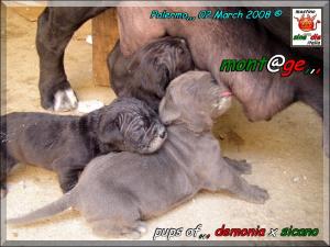 Cuccioli di Demonia & Sicano Sine^die,,, Palermo 02 March 2008,