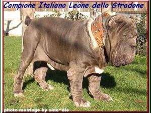 by sine^die LEONE dello STRADONE 002