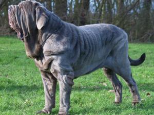 dogs 28 01 2007 042