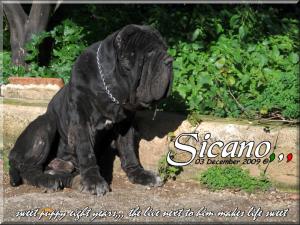 i miei mastini oggi Sine^die Sicano,,,,