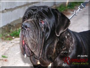Romano by Pietro Anello 14 months,,