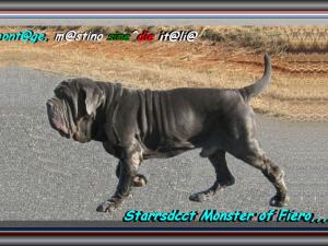 Starrsdcct Monster of Fiero