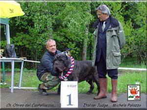 Ch. Otreo del Castellaccio,,, son of Sicano,